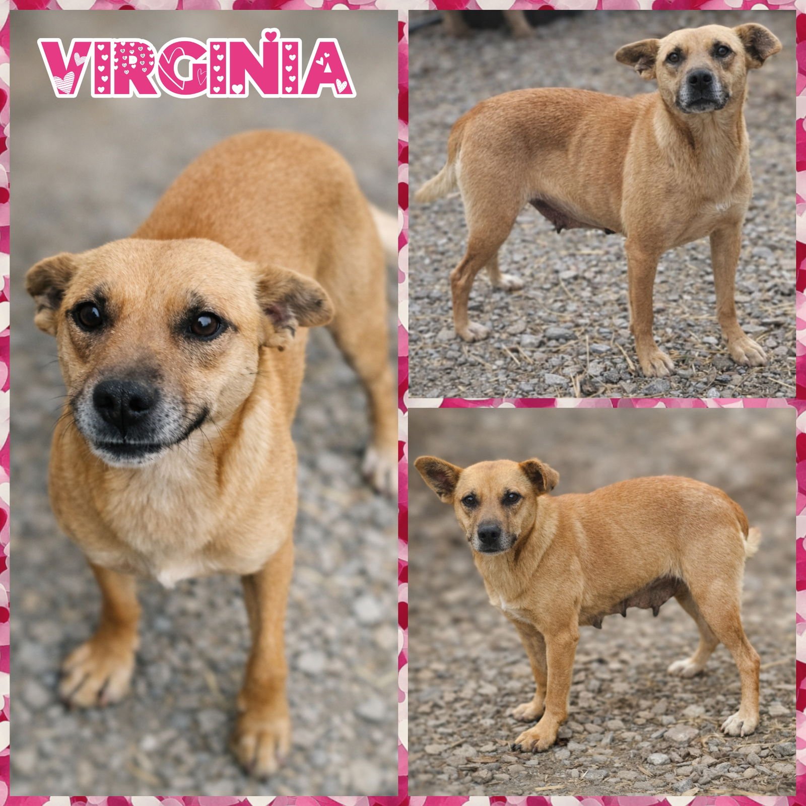 VIRGINIA - Carolina Dog available for adoption