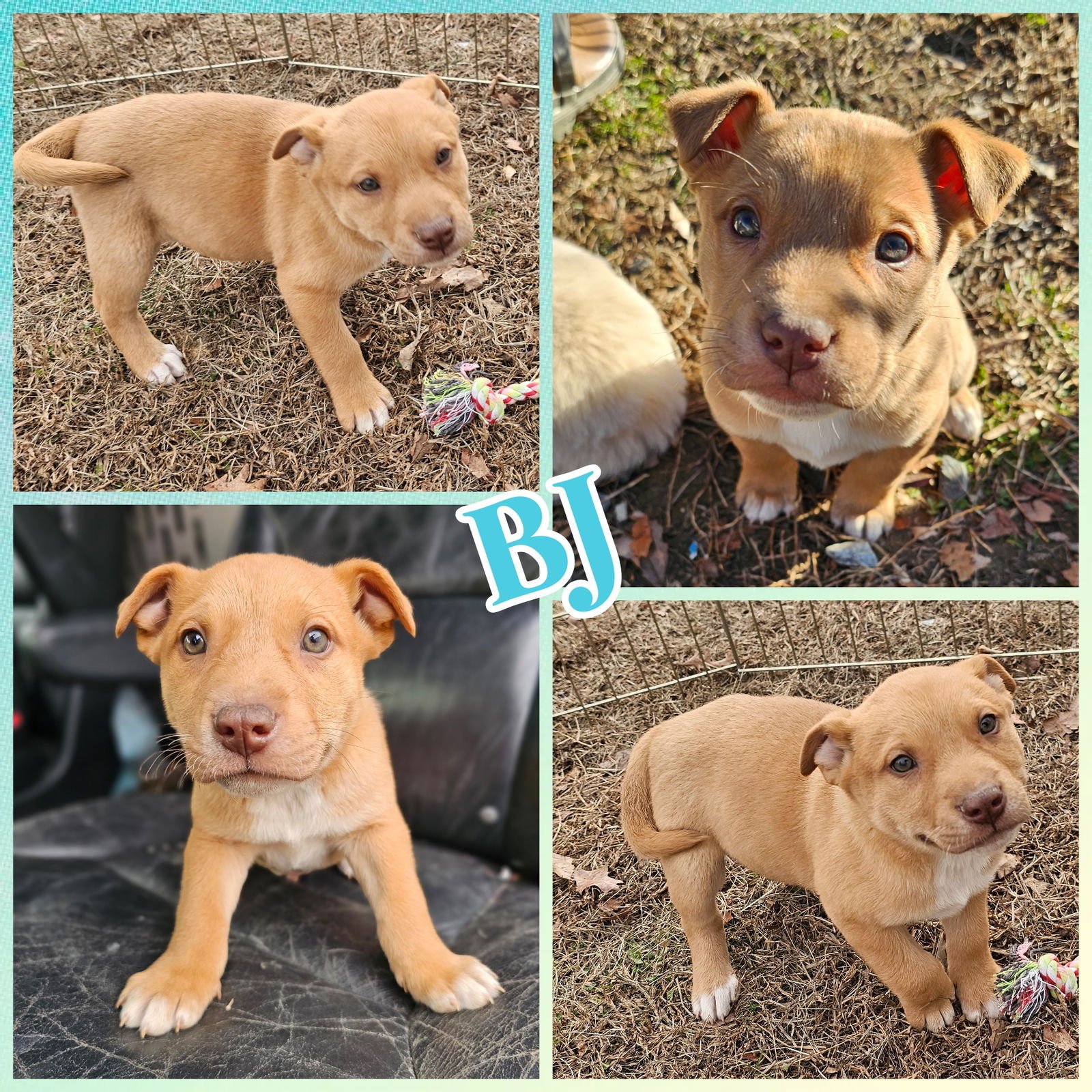 BJ - Carolina Dog / Great Pyrenees available for adoption