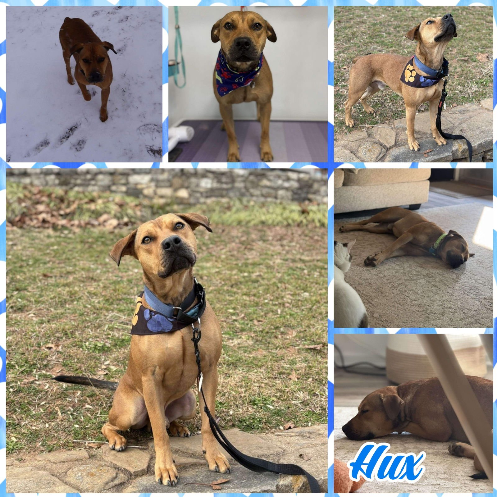 HUX - American Pit Bull Terrier available for adoption