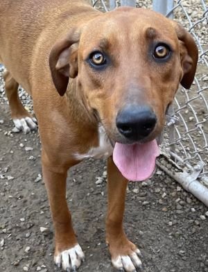 PRETTY - Hound available for adoption