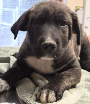 GLEN - Pit Bull Terrier available for adoption
