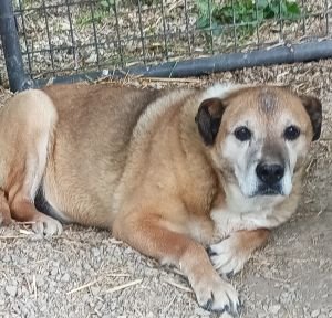 STAR - Shepherd available for adoption