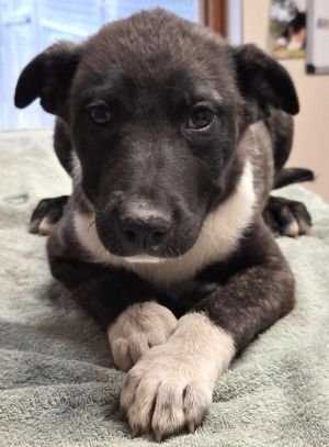 ROADY - Pit Bull Terrier available for adoption