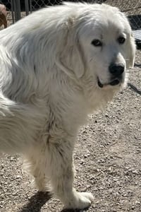 Butch - Photo 1