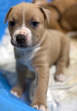 KENNY - Labrador Retriever / Pit Bull Terrier available for adoption