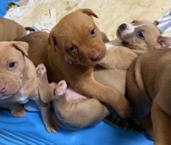 KENNY - Labrador Retriever / Pit Bull Terrier available for adoption