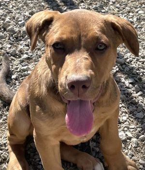 KYLEE - Labrador Retriever / Pit Bull Terrier available for adoption