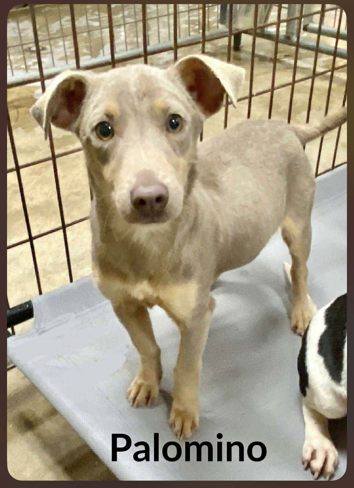PALOMINO PEAPOD - Dachshund available for adoption