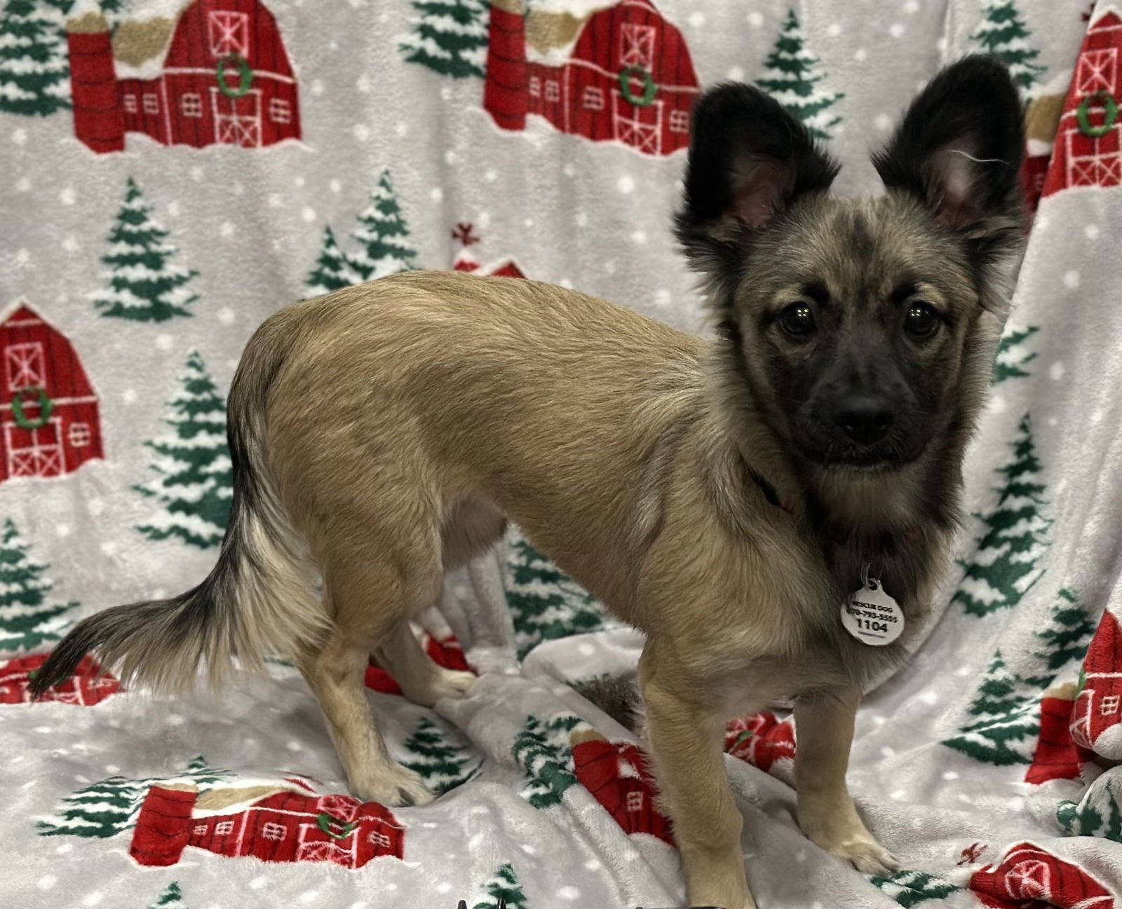 CRICKET - Dachshund / Yorkshire Terrier Yorkie available for adoption