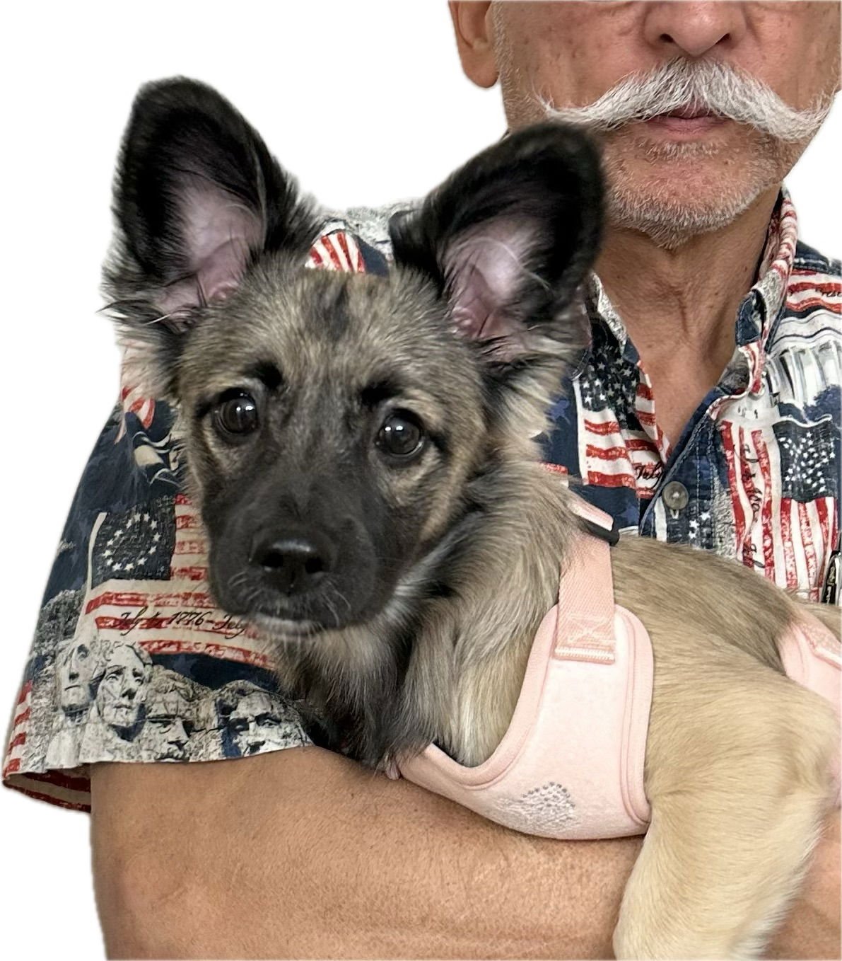 CRICKET - Dachshund / Yorkshire Terrier Yorkie available for adoption