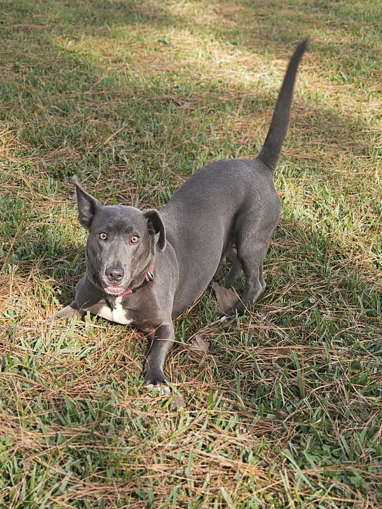 LUNA MOON - Dachshund / Basset Hound available for adoption