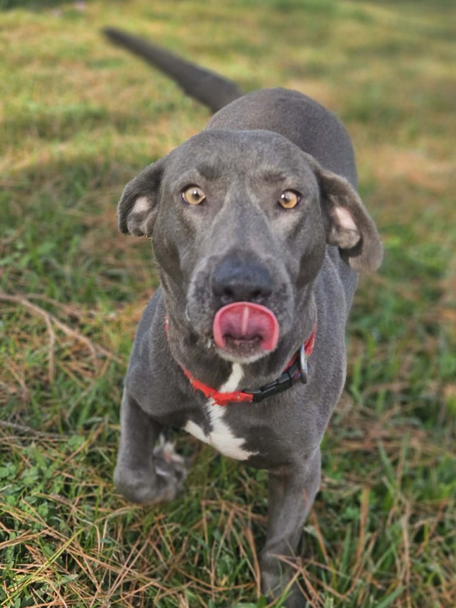 LUNA MOON - Dachshund / Basset Hound available for adoption