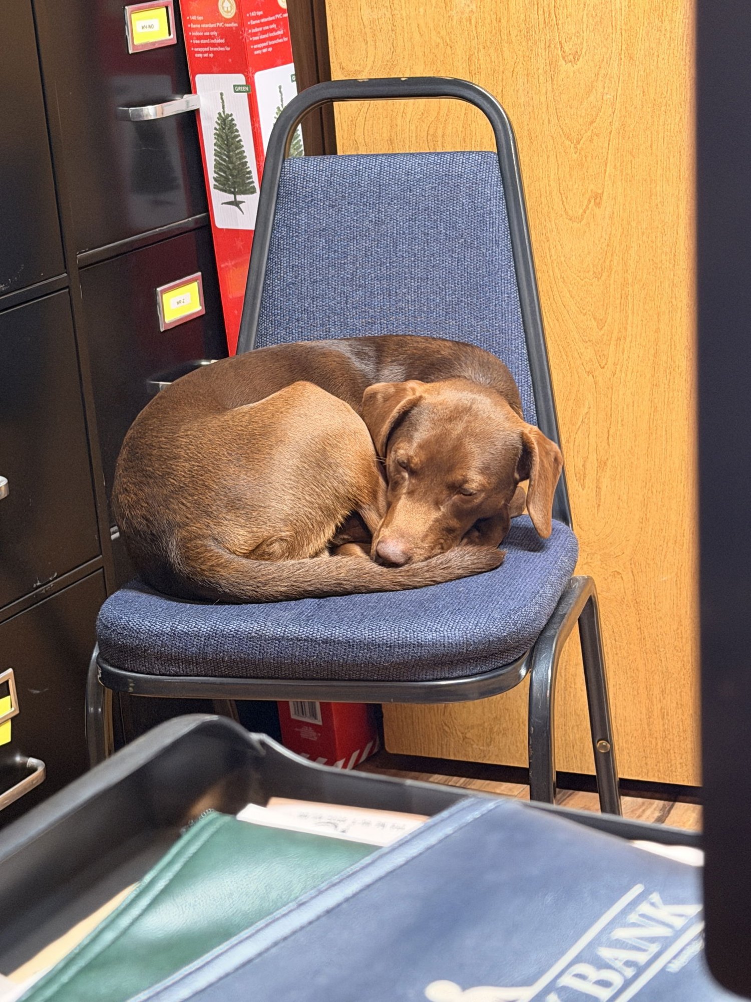 BUDDY RIDGEWOOD - Labrador Retriever / German Shorthaired Pointer available for adoption
