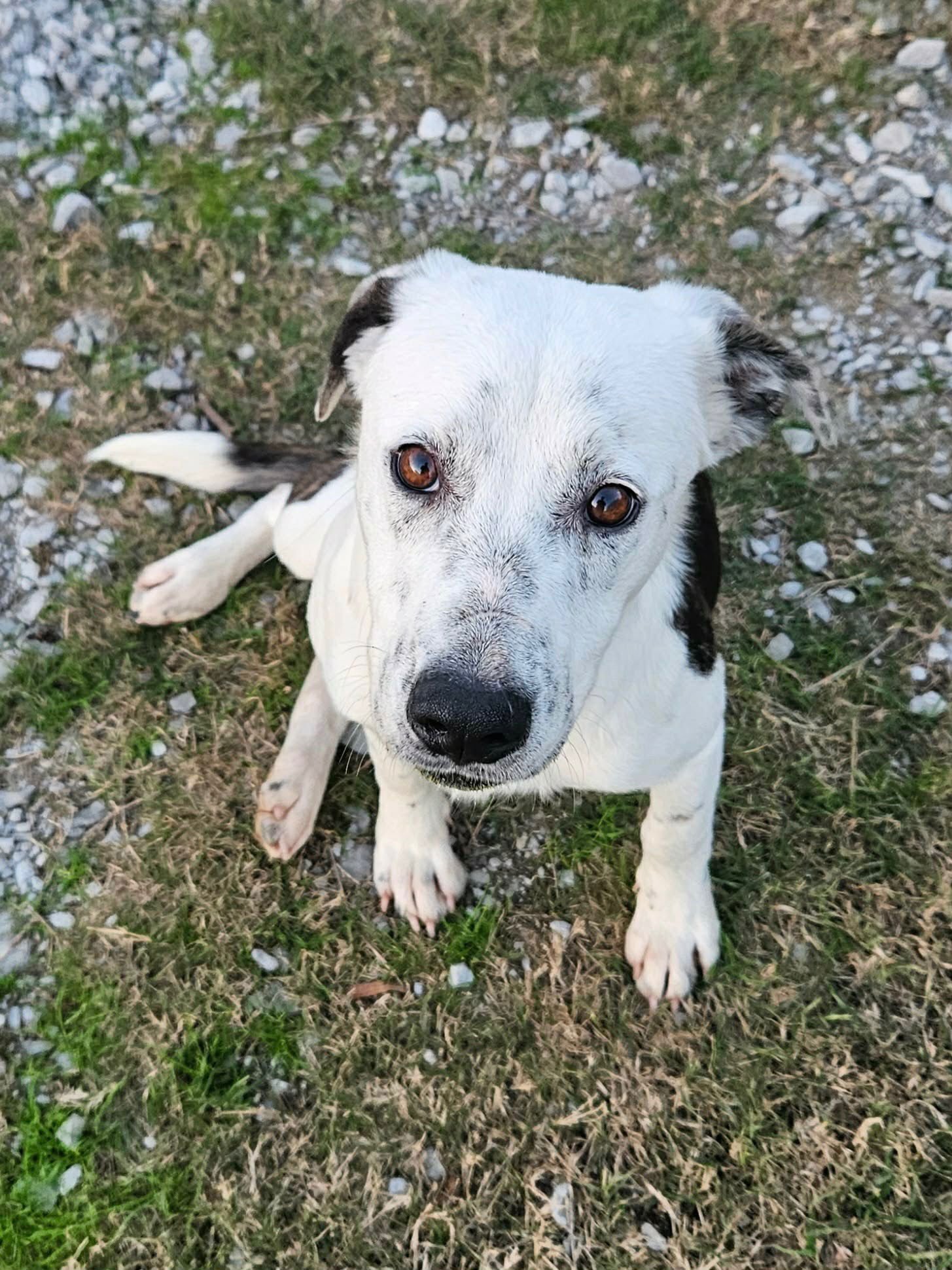 PAX - Terrier available for adoption