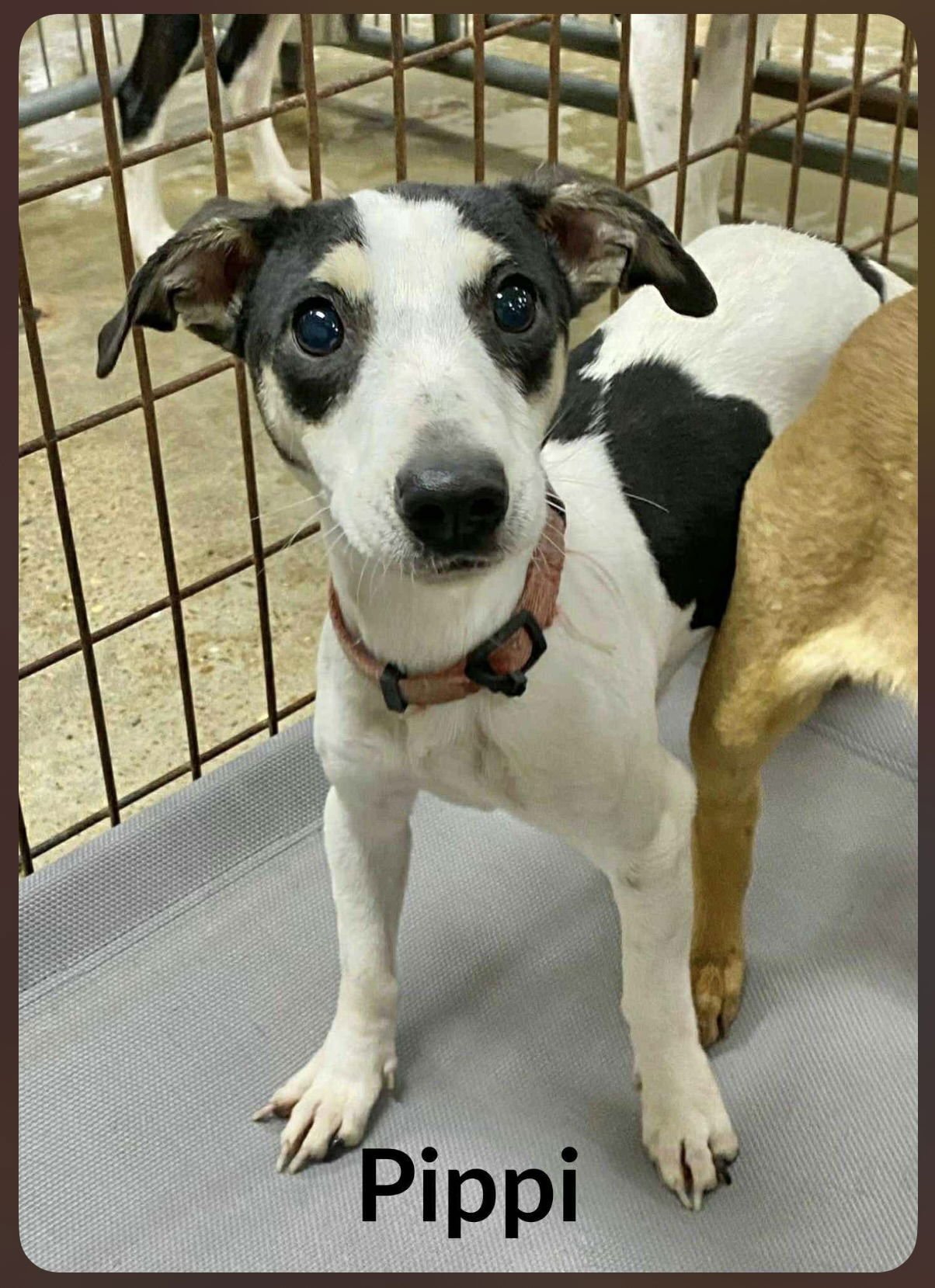 PIPPI PEAPOD - Dachshund available for adoption