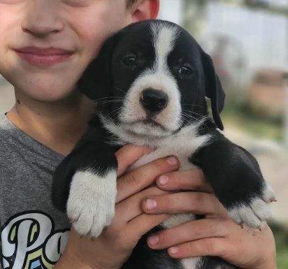 POINSETTIA CAINRD *LOCAL* - Beagle / Australian Shepherd available for adoption