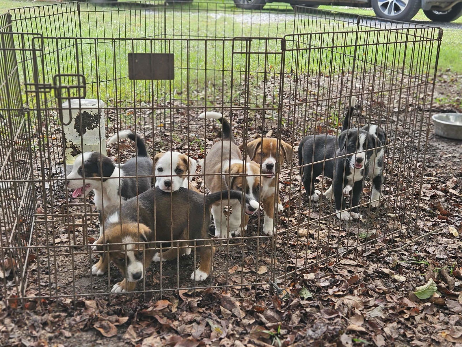 POINSETTIA CAINRD *LOCAL* - Beagle / Australian Shepherd available for adoption