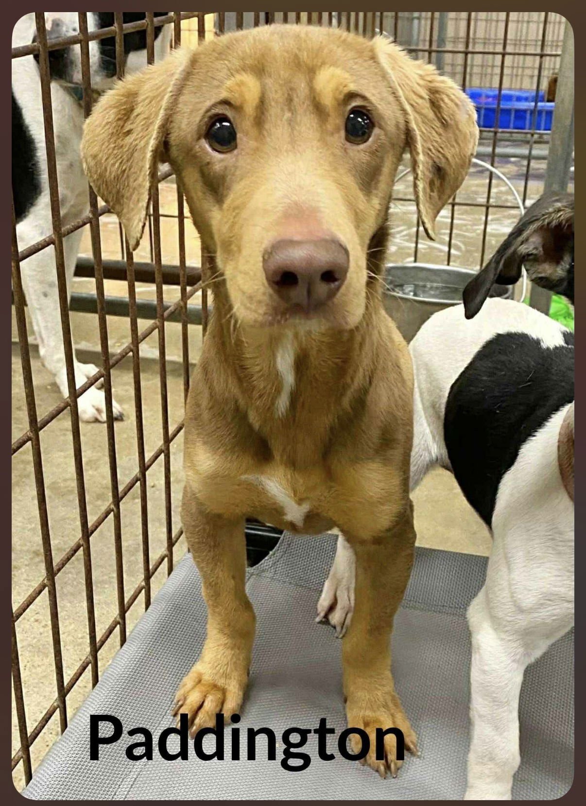 PADDINGTON PEAPOD - Dachshund available for adoption