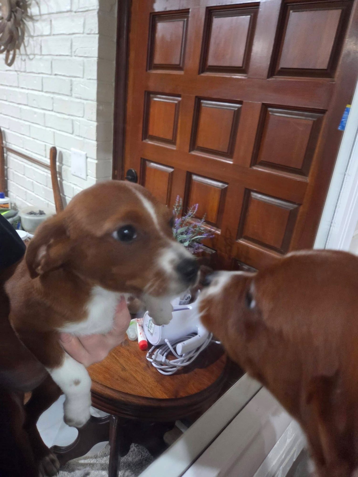 LUCY PRICELESS *LOCAL* - Chihuahua / Terrier available for adoption