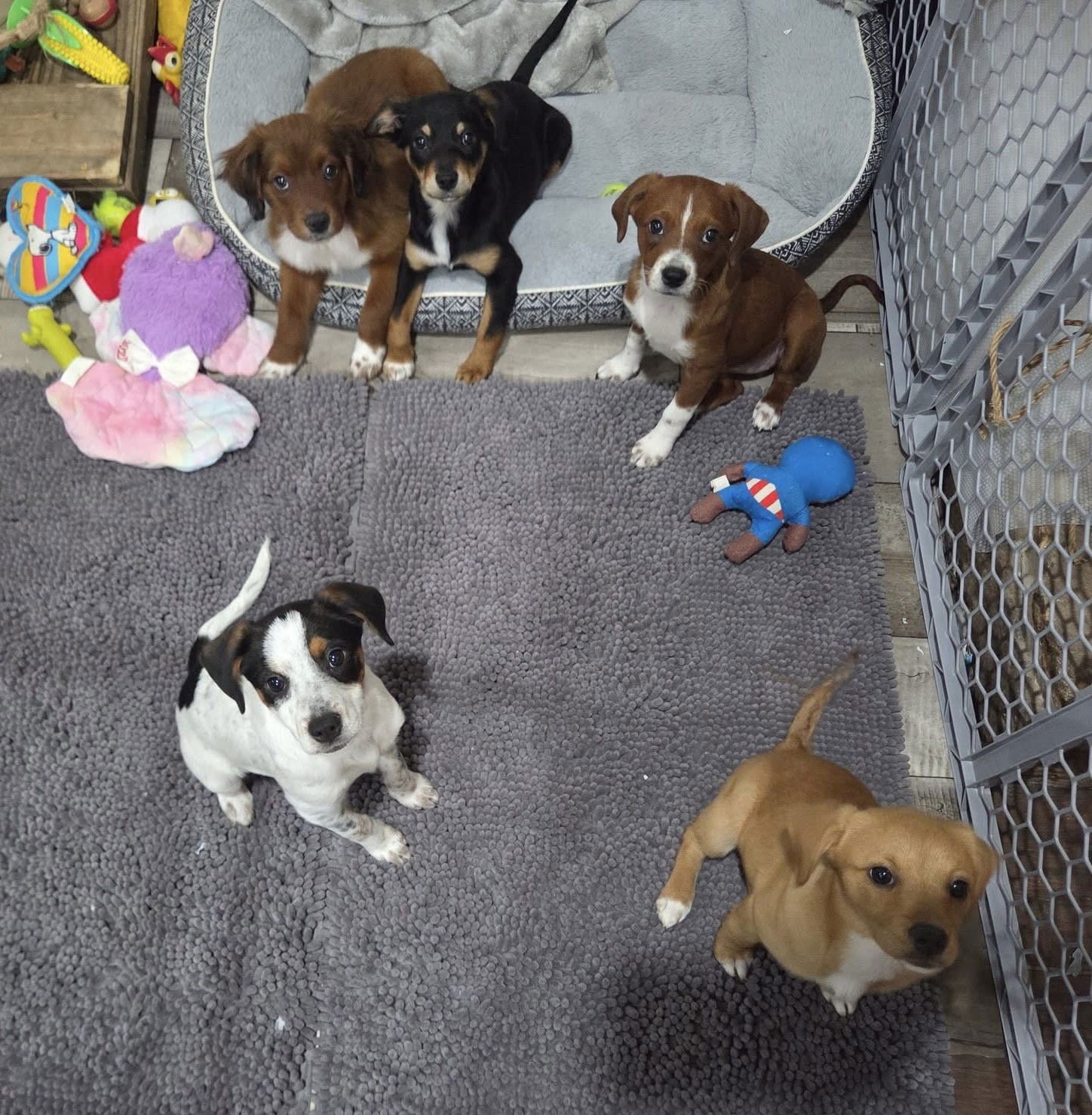 Lucy Priceless *LOCAL* - Photo 3