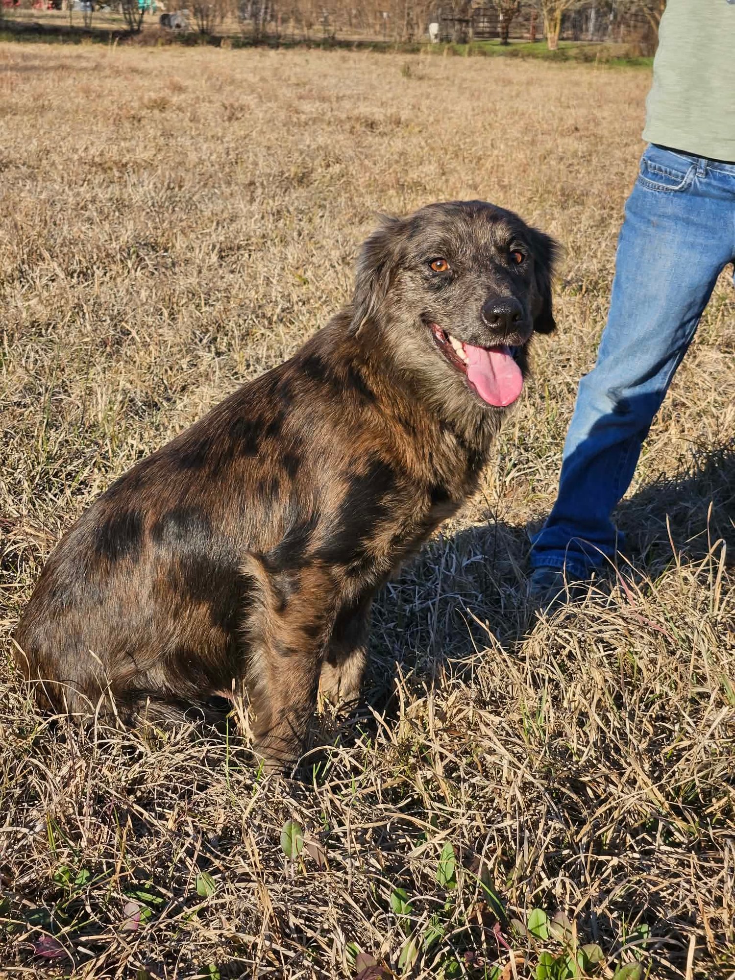 SHESHE - Australian Shepherd available for adoption