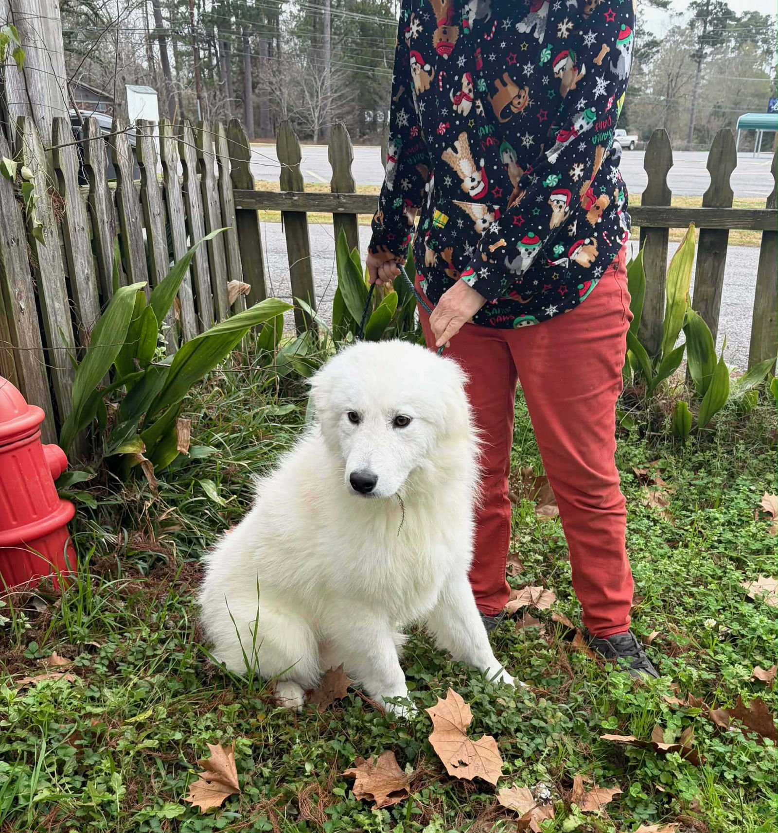 ALBUS - Great Pyrenees available for adoption