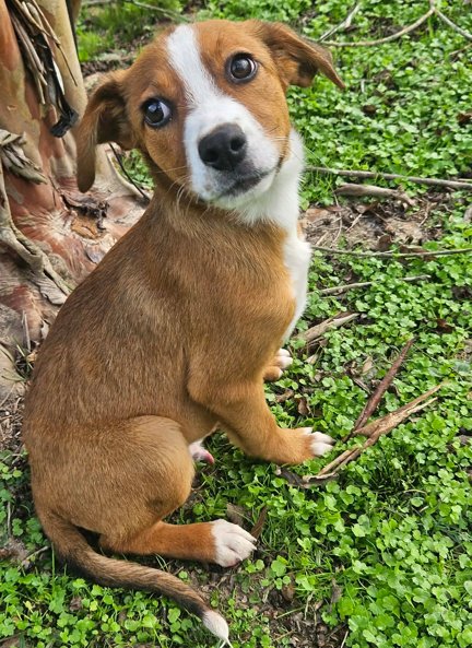 TINSEL CAINRD *LOCAL* - Beagle / Australian Shepherd available for adoption