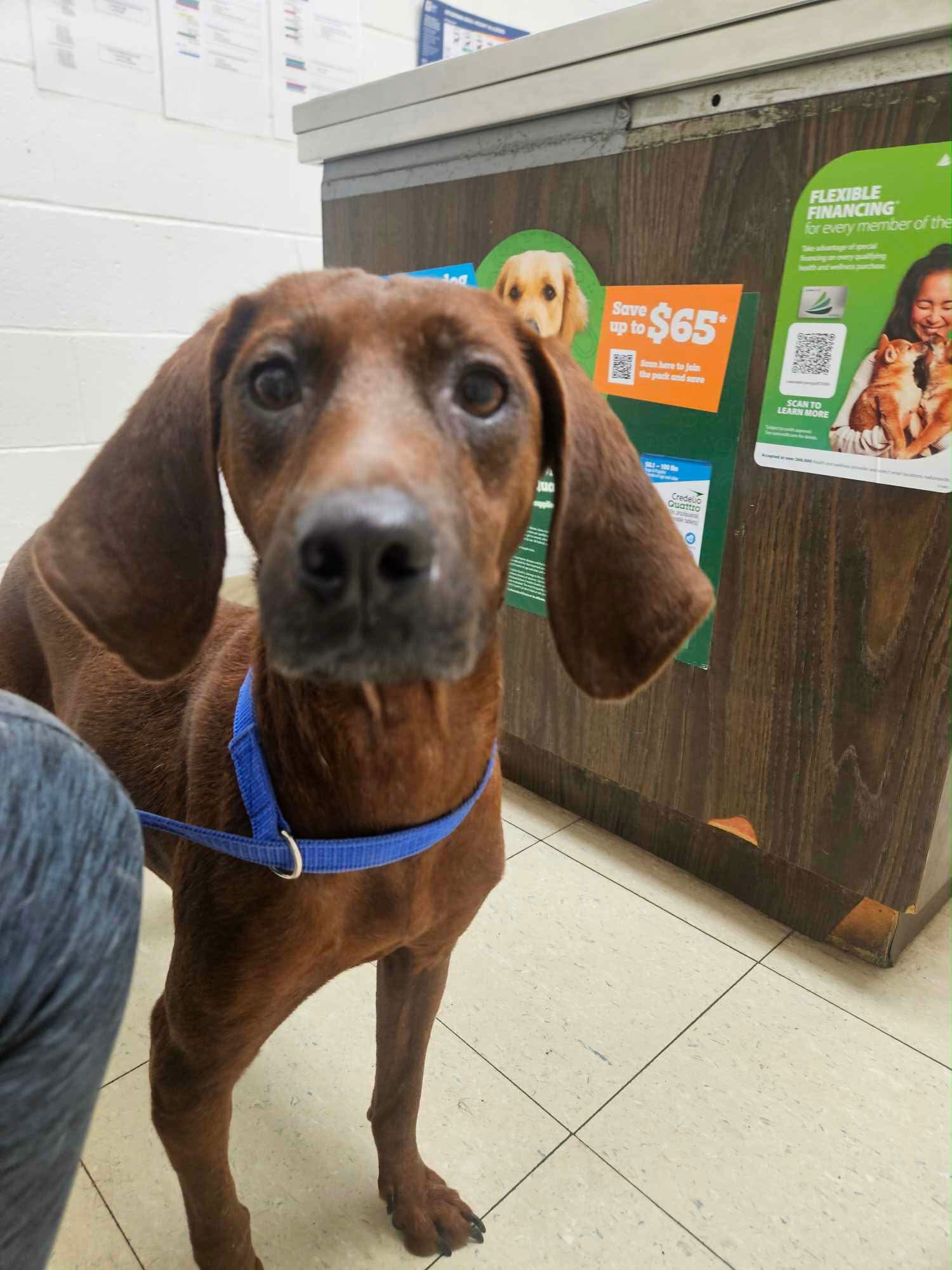 RUBY - Coonhound available for adoption