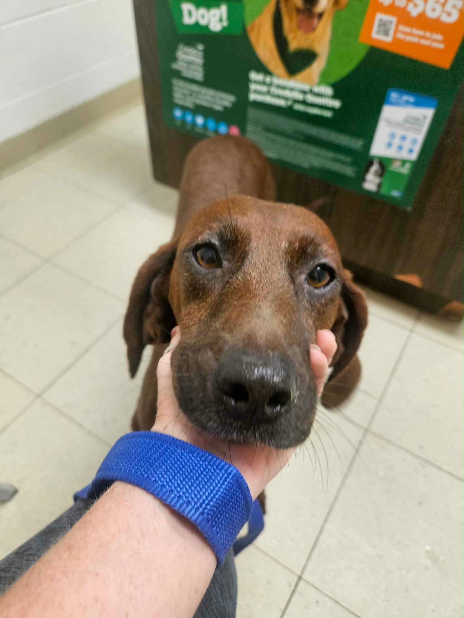 RUBY - Coonhound available for adoption