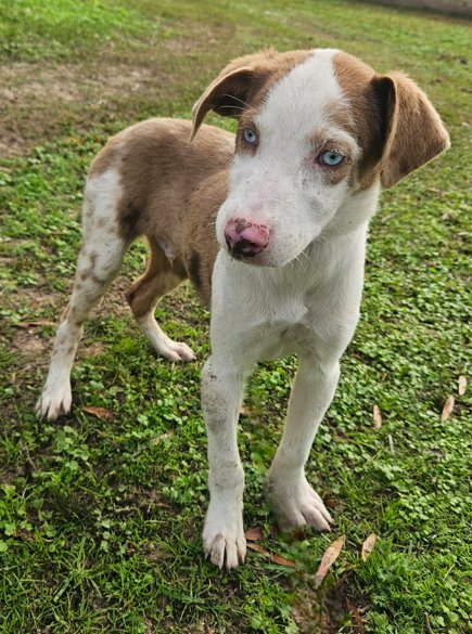 MUSHROOM PIZZA *LOCAL* - Australian Shepherd available for adoption