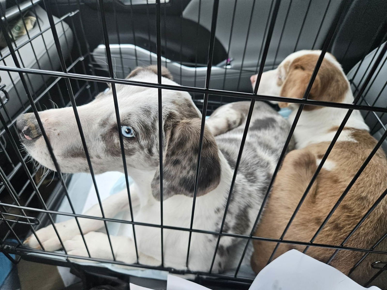 MUSHROOM PIZZA *LOCAL* - Australian Shepherd available for adoption