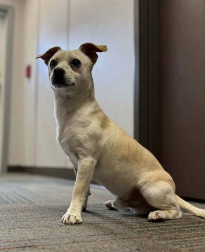 HEMINGWAY - Chihuahua available for adoption