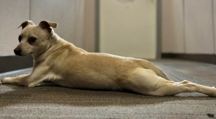 HEMINGWAY - Chihuahua available for adoption