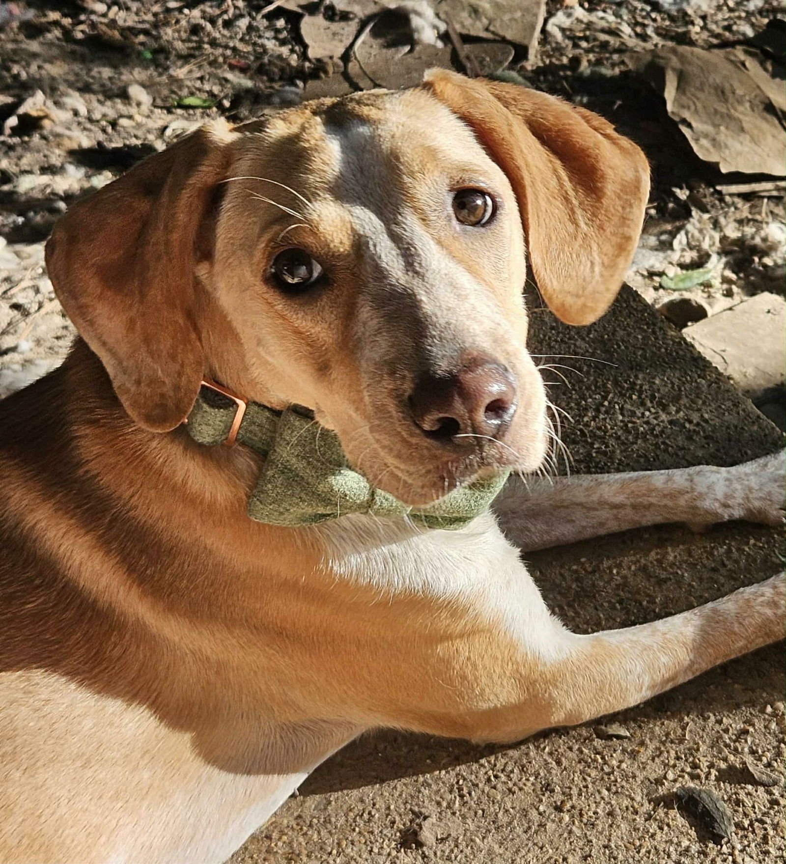 GEORGE PORGIE - Hound available for adoption