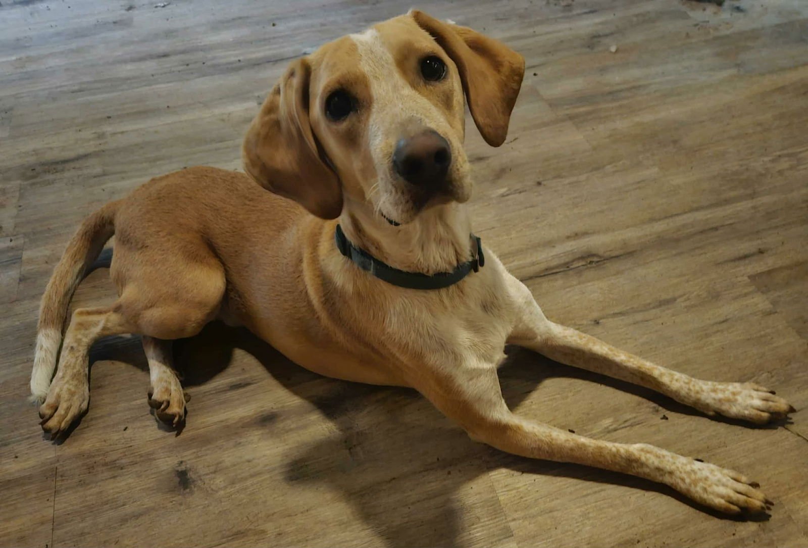 George Porgie - Photo 3