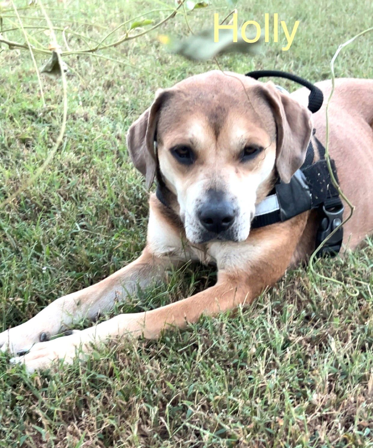 HOLLY *LOCAL* - Hound / Labrador Retriever available for adoption