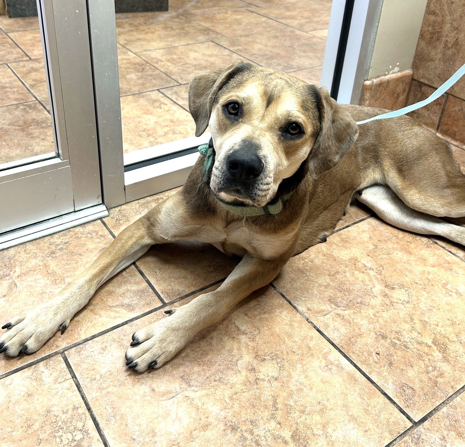 HOLLY *LOCAL* - Hound / Labrador Retriever available for adoption