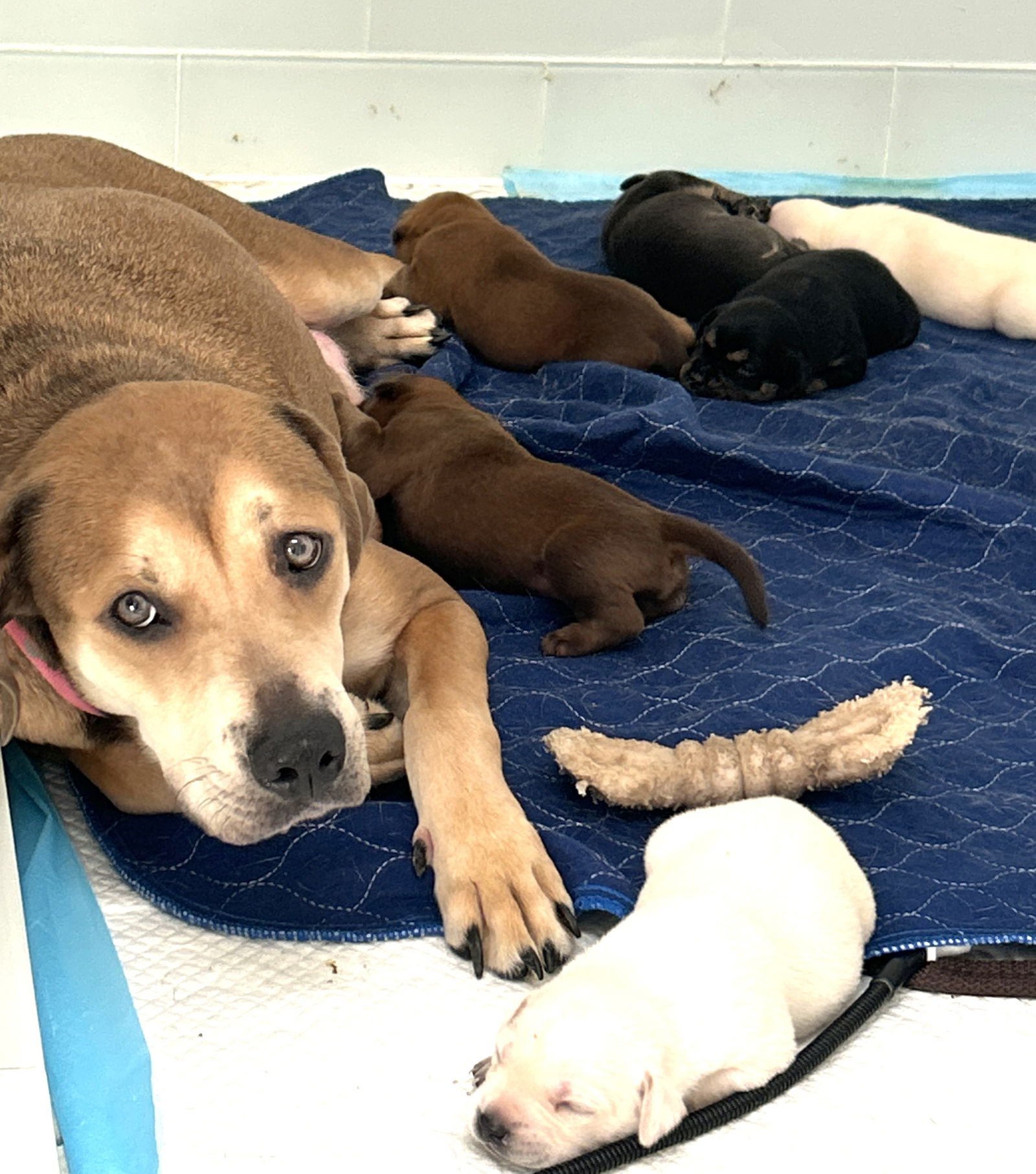 Holly *LOCAL* - Photo 6