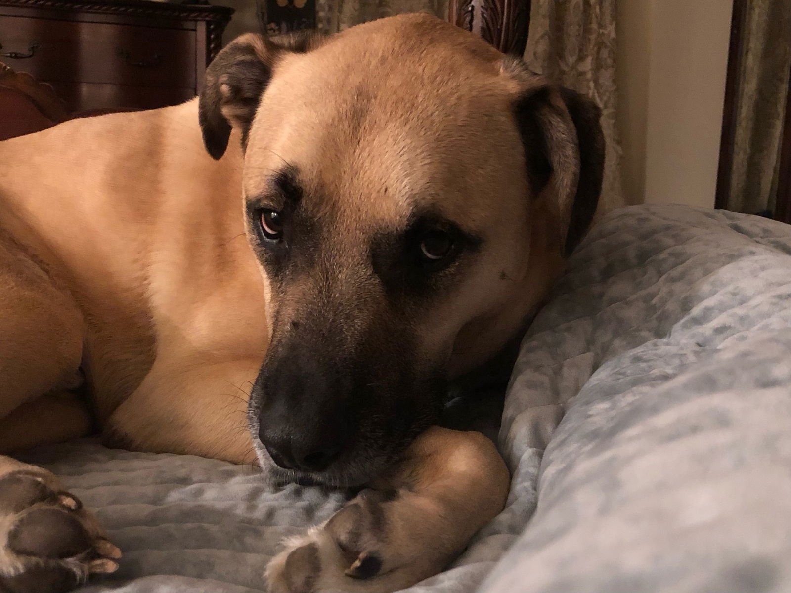 CHESTER - Black Mouth Cur available for adoption