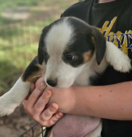 CANDYCANE CAINRD *LOCAL* - Beagle / Australian Shepherd available for adoption