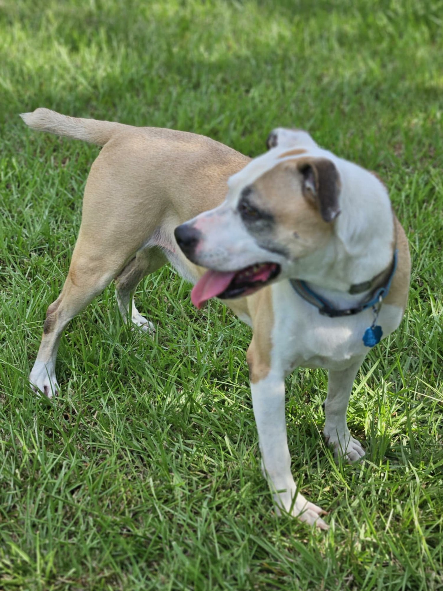 LEXIE - Pit Bull Terrier available for adoption