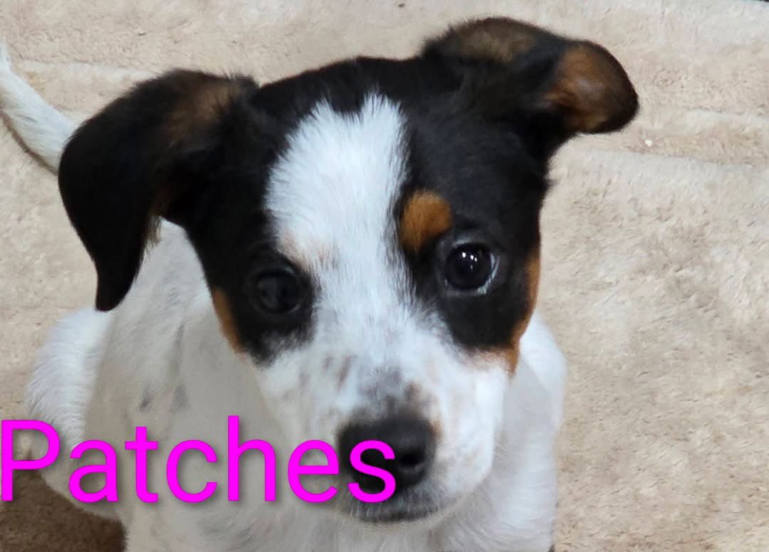 PATCHES PRICELESS *LOCAL* - Chihuahua / Terrier available for adoption