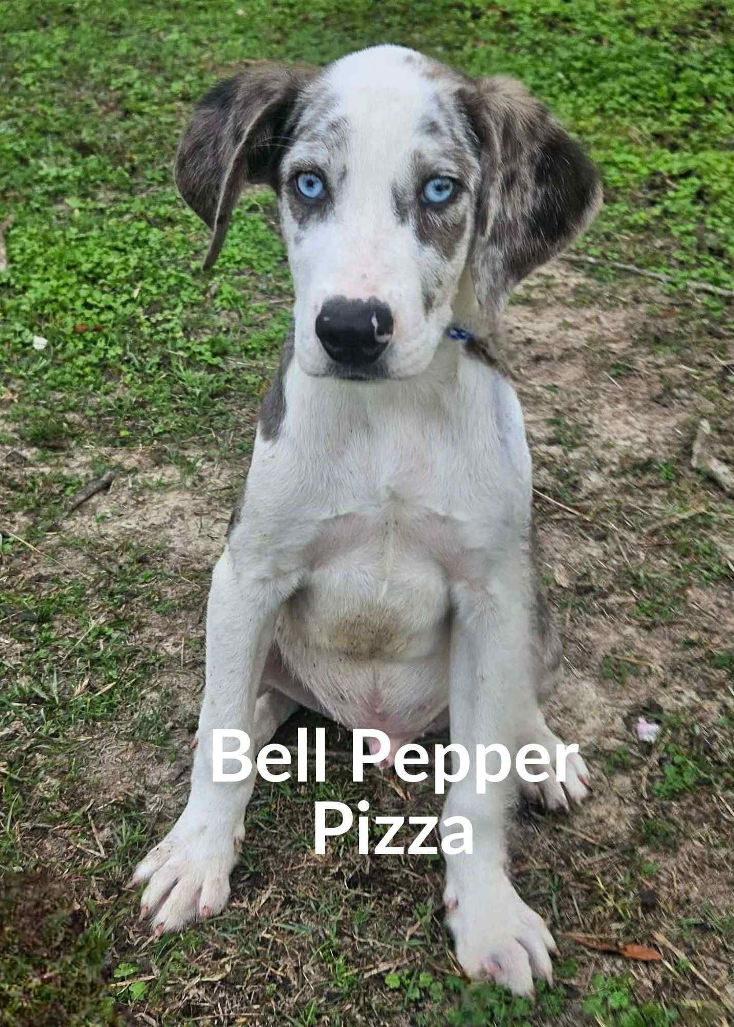 BELLPEPPER PIZZA *LOCAL* - Australian Shepherd available for adoption