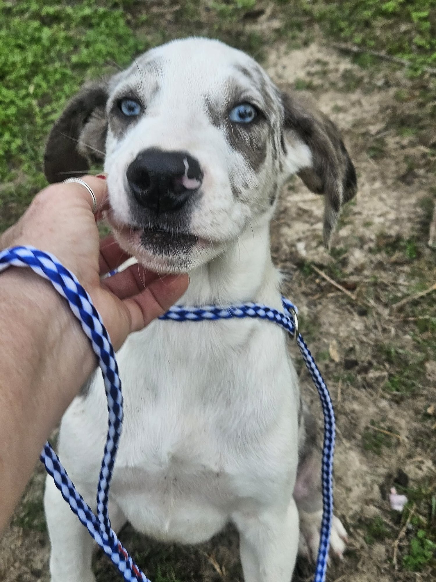 BELLPEPPER PIZZA *LOCAL* - Australian Shepherd available for adoption