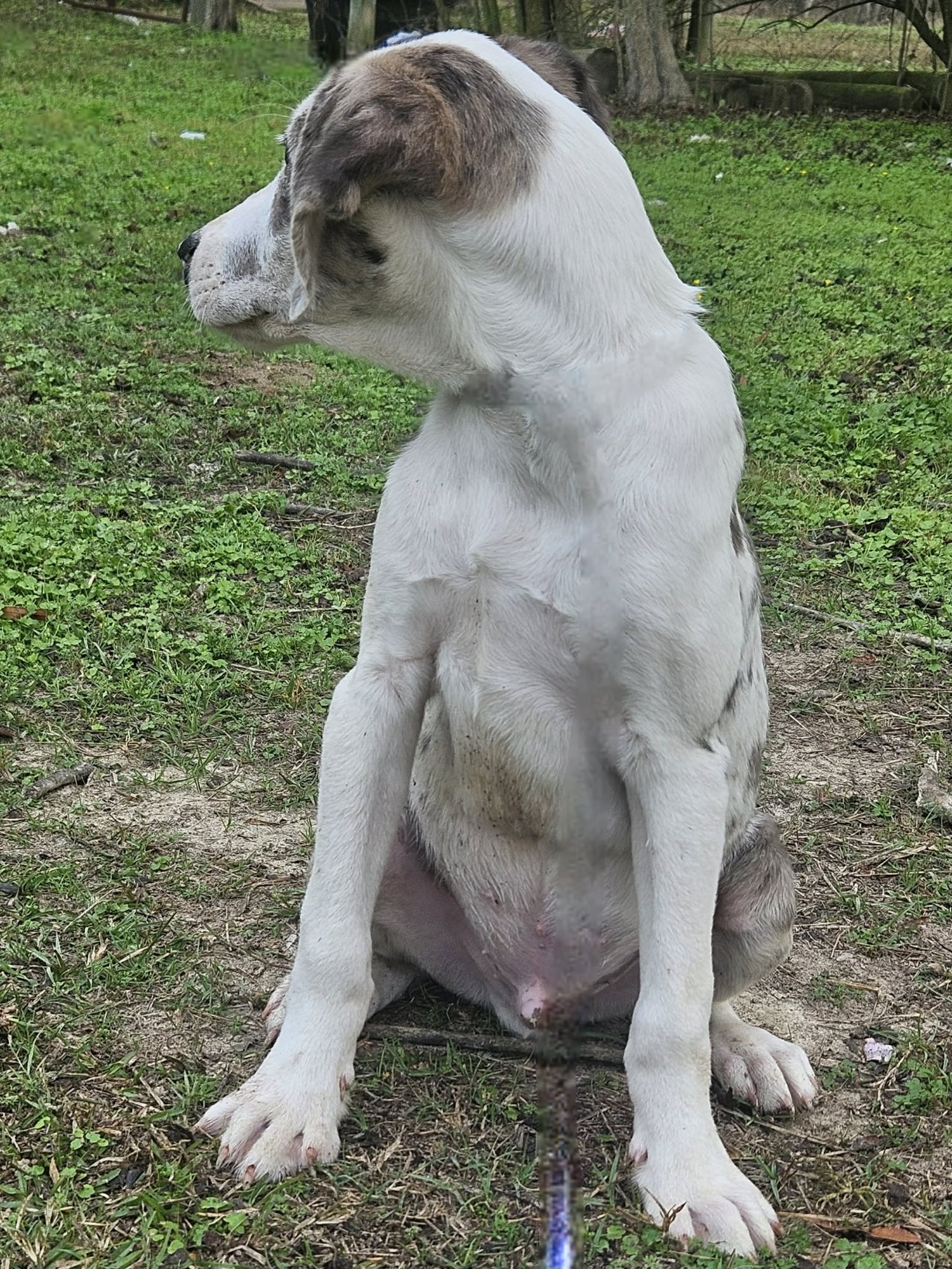 Bellpepper Pizza *LOCAL* - Photo 11