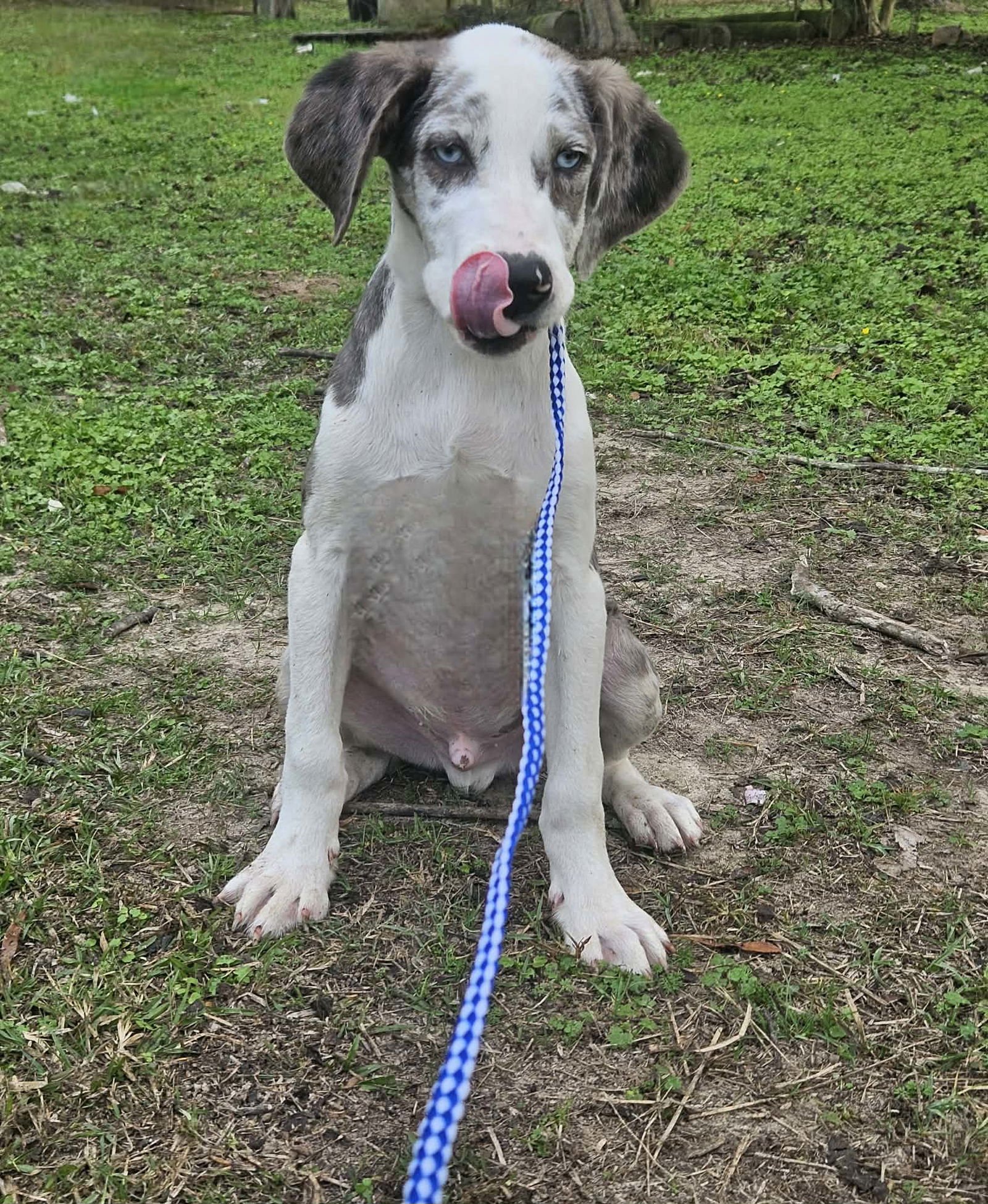 Bellpepper Pizza *LOCAL* - Photo 12
