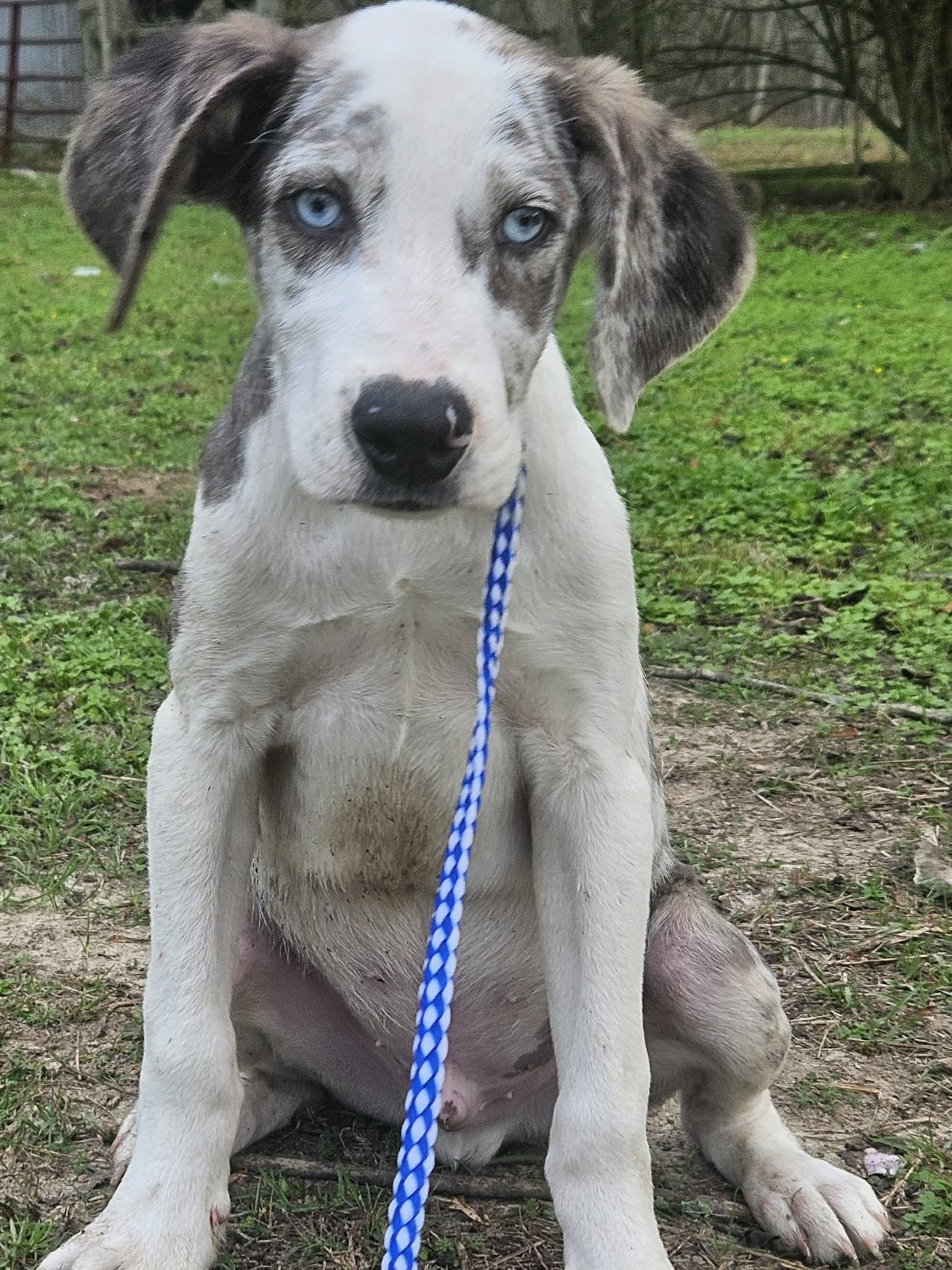 Bellpepper Pizza *LOCAL* - Photo 13