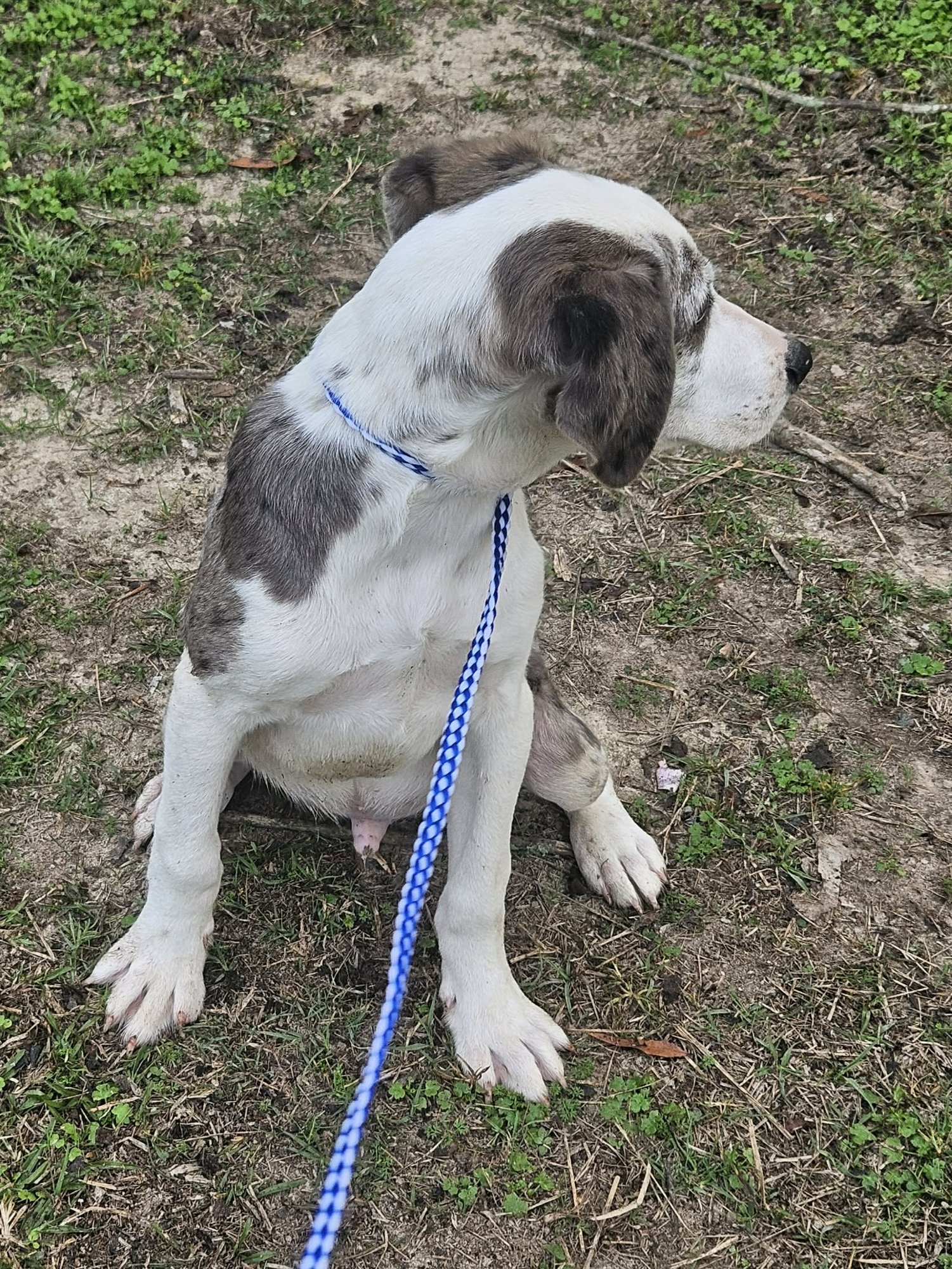 Bellpepper Pizza *LOCAL* - Photo 14