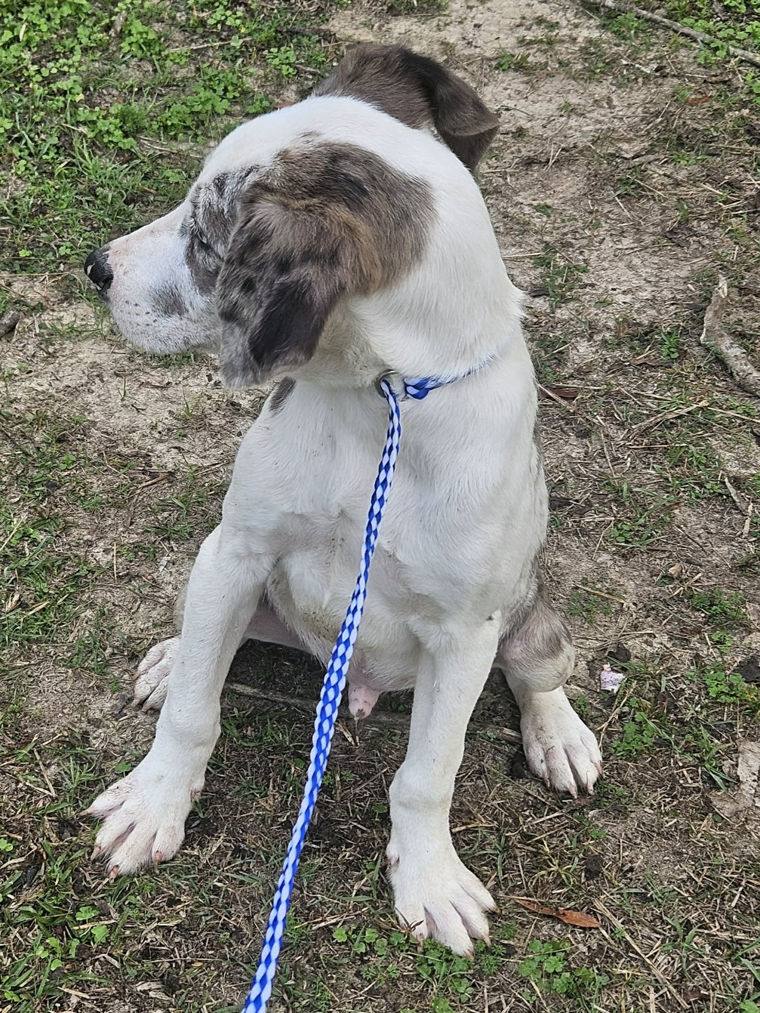 Bellpepper Pizza *LOCAL* - Photo 15