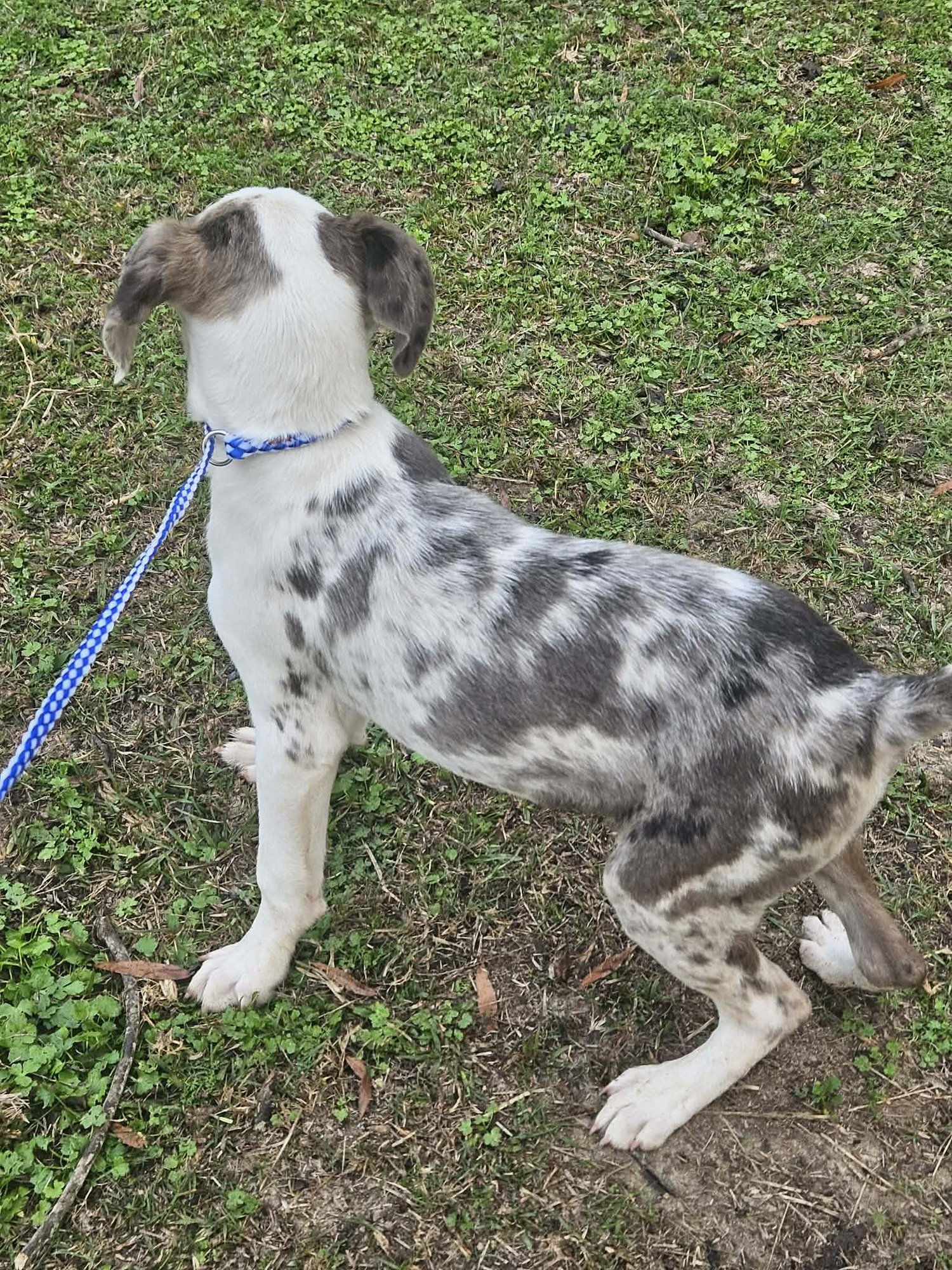 Bellpepper Pizza *LOCAL* - Photo 16